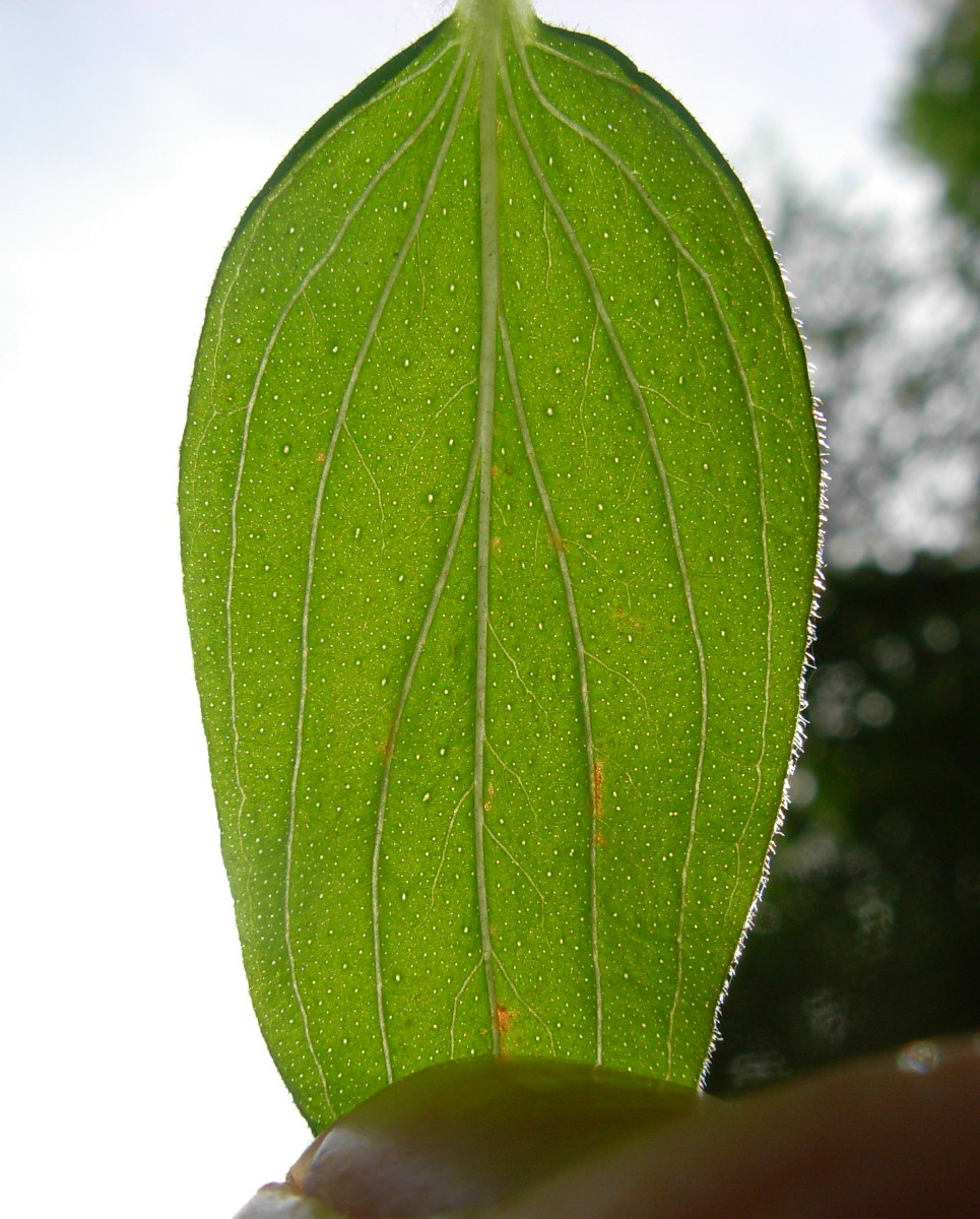 Hypericum hirsutum L.